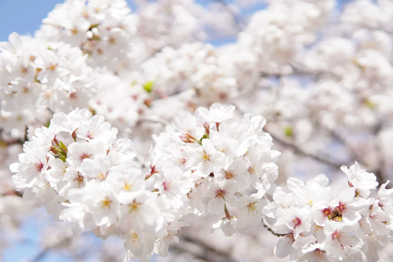 japanese cherry blossoms 6125088 1280